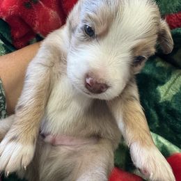 Louis (Louie) - Red merle male Miniature Australian Shepherd puppy in Taylor, Arizona from Holy Ghost Ranch, Inc