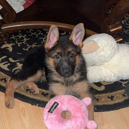 German Shepherd Puppies from Ewig Krieger Kennels