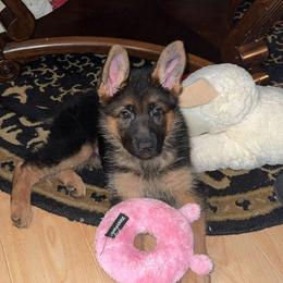 German Shepherd Puppies from Ewig Krieger Kennels