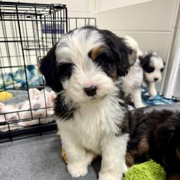 Corduroy - Black tri-color male Aussiedoodle puppy in Heber City, Utah from Junipersdoodles