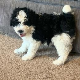 Cookie - Parti male Poodle puppy in Haddam, Kansas from Golden B Acres