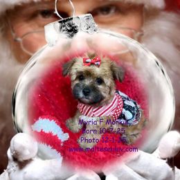 Myria F Morkie - Black & tan tri-color female Morkie puppy in Silverhill, Alabama from Malteseuluv’s Tiny Treasurers