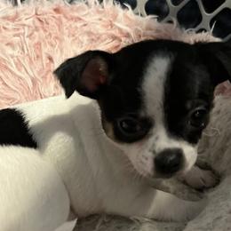 Chihuahuas from Birds by Beckie Chihuahua