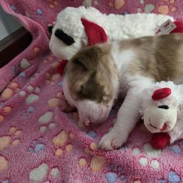 Snap - Red merle female Border Collie puppy in Tiskilwa, Illinois from First Harmony Farms