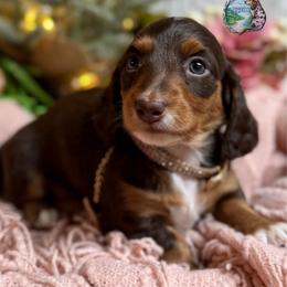 Daim - Chocolate and tan female Dachshund puppy in Fayetteville, West Virginia from Loop Creek Dachshunds