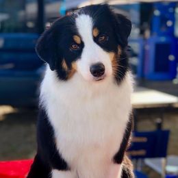 Miniature American Shepherds from Dynasty Minis - Georgia