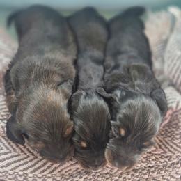 Kraut - Black and tan male Dachshund puppy in Riverdale, Utah from Holly Jolly Dachshunds