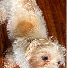 Shorkies from Petite Pawz Designer Hybrids