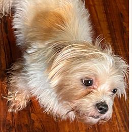 Shorkies from Petite Pawz Designer Hybrids