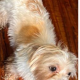 Shorkies from Petite Pawz Designer Hybrids