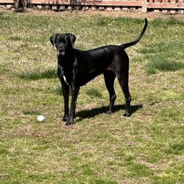 Great Dane All Grown Up from High Point Mountain Danes