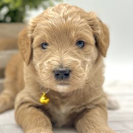 Girl 2 - Apricot Goldendoodle puppy in Draper, Utah from Draper Doodles