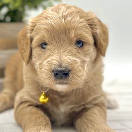 Girl 2 - Apricot Goldendoodle puppy in Draper, Utah from Draper Doodles
