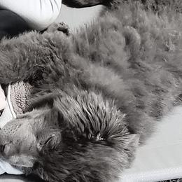 Goldendoodles and Newfoundlands from Deep Canyon Puppies