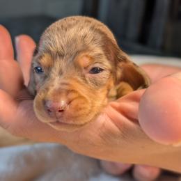 Apollo - Dapple male Dachshund puppy in Waddell, Arizona from The Bearded Companions