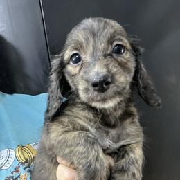 Sumo Boy 3 - Brindle male Dachshund puppy in Bigfork, Minnesota from Dachshunds Up North