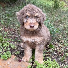 Reef - Chocolate merle male Bernedoodle puppy in Monument, Colorado from Colorado Dreamin Doodles