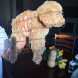 Chocolate Apricot Girl - Red female Cockapoo puppy in Little Elm, Texas from Breedlove Pupps