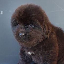 Harley (Green) - Black female Newfoundland puppy in Winfield, Pennsylvania from Najuananlo Newfoundlands