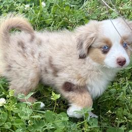 Eleanor - female Toy Australian Shepherd puppy in College Station, Texas from South Paw Toy Aussies