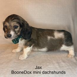 Jax - Cream male Dachshund puppy in Lexington, Oklahoma from BooneDox Miniature Dachshunds