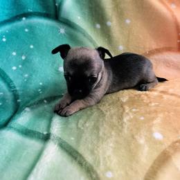 Akc Rapunzel - Chocolate sabled fawn female Chihuahua puppy in Cedarville, Ohio from Evereve Kennels