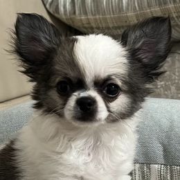 Chihuahuas and Italian Greyhounds from Giovel Kennels