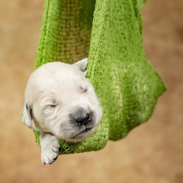 Golden Retriever Puppies from Golden Borealis