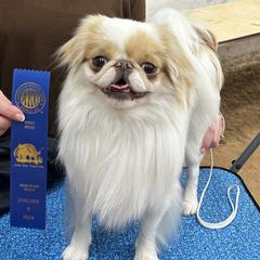 Benny - Japanese Chin