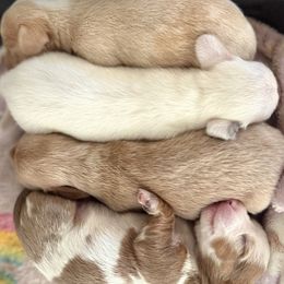 Dachshund puppies from Purpleheartdoxies