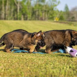 German Shepherd Puppies from Sommerfeld German Shepherds
