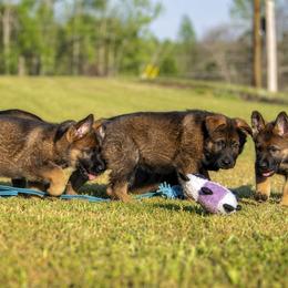 German Shepherd Puppies from Sommerfeld German Shepherds