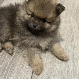 Pomeranian Puppies from Lori’s Precious Poms