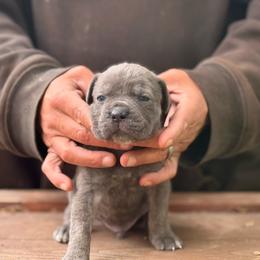 Grey brindle boy - Gray brindle male Cane Corso puppy in Ranger, Texas from Luna Rossa Cane Corso