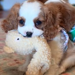 Hyacinth - Blenheim female Cavalier King Charles Spaniel puppy in Marshfield, Missouri from Puppyloversplace