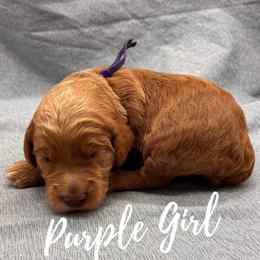Purple Girl - Red  female Goldendoodle puppy in Travelers Rest, South Carolina from Bailey Mountain Doodles