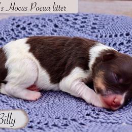 Billy - Parti male Miniature Schnauzer puppy in Utica, Ohio from Crystal Rose Canines