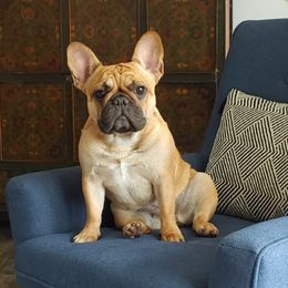 Ivy - French Bulldog