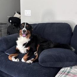 Bernedoodle and Bernese Mountain Dog All Grown Up from Sage Hills Bernedoodles