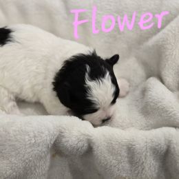 Flower - Black and white female Shichon puppy in Bradford, Ohio from Ted E. Bear Patch