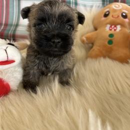 Ms. Pink - Red brindle female Cairn Terrier puppy in Pottersville, Missouri from Cairn Terriers of Heatherridge,LLC