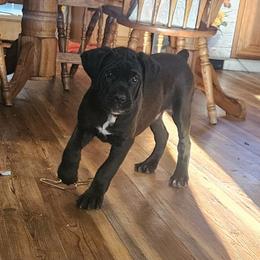 Apollo - Black male Cane Corso puppy in Lititz, Pennsylvania from Lititz Cane Corsos