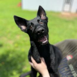 Red collar - Black female German Shepherd puppy in Cumberland Gap, Tennessee from Royal Port K-9