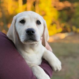 Oakley - Yellow female Labrador Retriever puppy in Archer Lodge, North Carolina from Archer Lodge Labradors