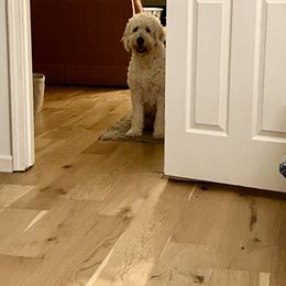 Goldendoodle Puppies from Blue Valley Goldendoodles