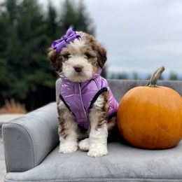 Meredith - Sable Bernedoodle puppy in Washougal, Washington from Sandy Creek Bernedoodles