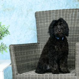 Sheepadoodle Puppies from Riley Grace Puppies