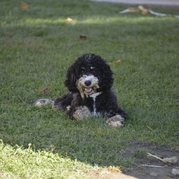 Hazel - Goldendoodle