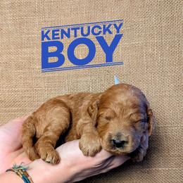 Kentucky - Red  male Goldendoodle puppy in Cambridge, Minnesota from Country Meadow Doodles