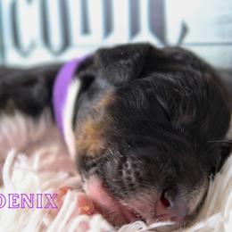 Bernedoodle Puppies from Atomic City Doodles